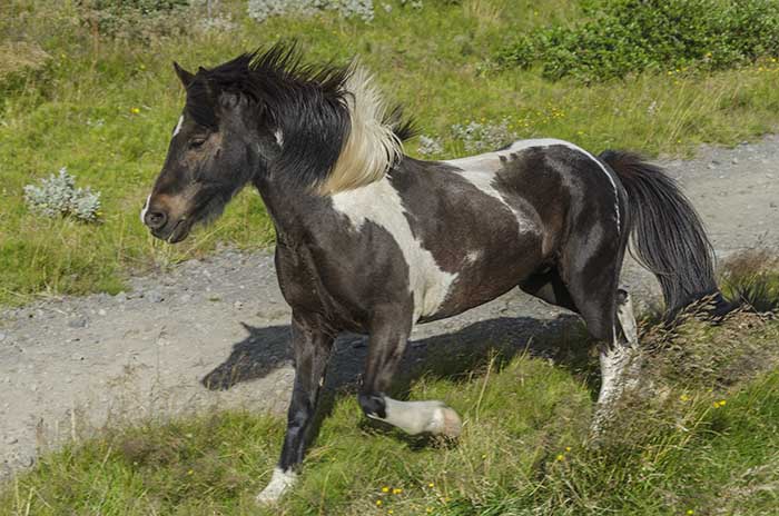 Caballo - Islandia 3.jpg